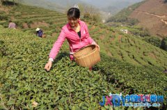 大余縣出臺優(yōu)惠政策 大力發(fā)展生態(tài)農業(yè)產業(yè)