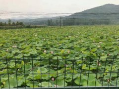 黨建引領(lǐng)  富民強鎮(zhèn)