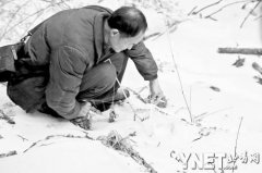 周正龍布下相機(jī)陣捕捉老虎身影 野豬現(xiàn)4百次