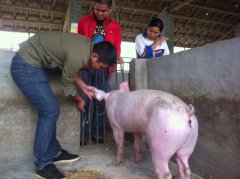 歧視養(yǎng)豬源于職業(yè)“貴賤”觀作祟