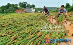 &ldquo;蘇力&rdquo;逞兇余威不小 江西經(jīng)濟(jì)損失增至3.5億元