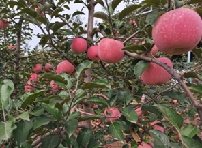 “三色畫筆”繪就鄉(xiāng)村振興路