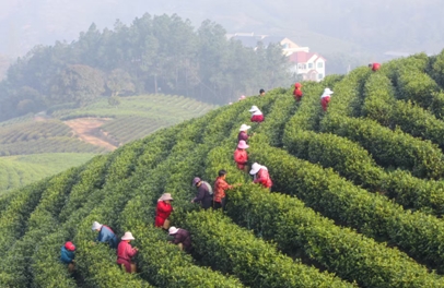 執(zhí)綠為筆 金融著墨 看中國人壽如何在&ldquo;浙&rdquo;里&ldquo;點綠成金&rdquo;